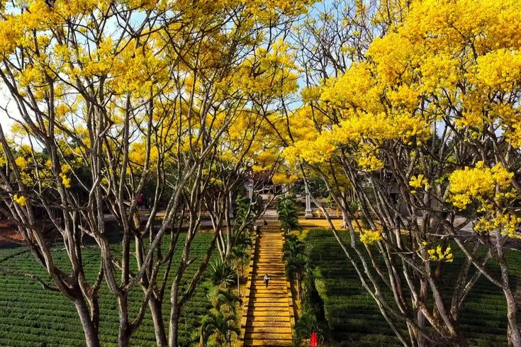 Phượng Vàng Bảo Lộc: Vẻ Đẹp Rực Rỡ Của Cao Nguyên Lâm Đồng 4 29ba9779a6c3eb843fef9febc1e5a2d1