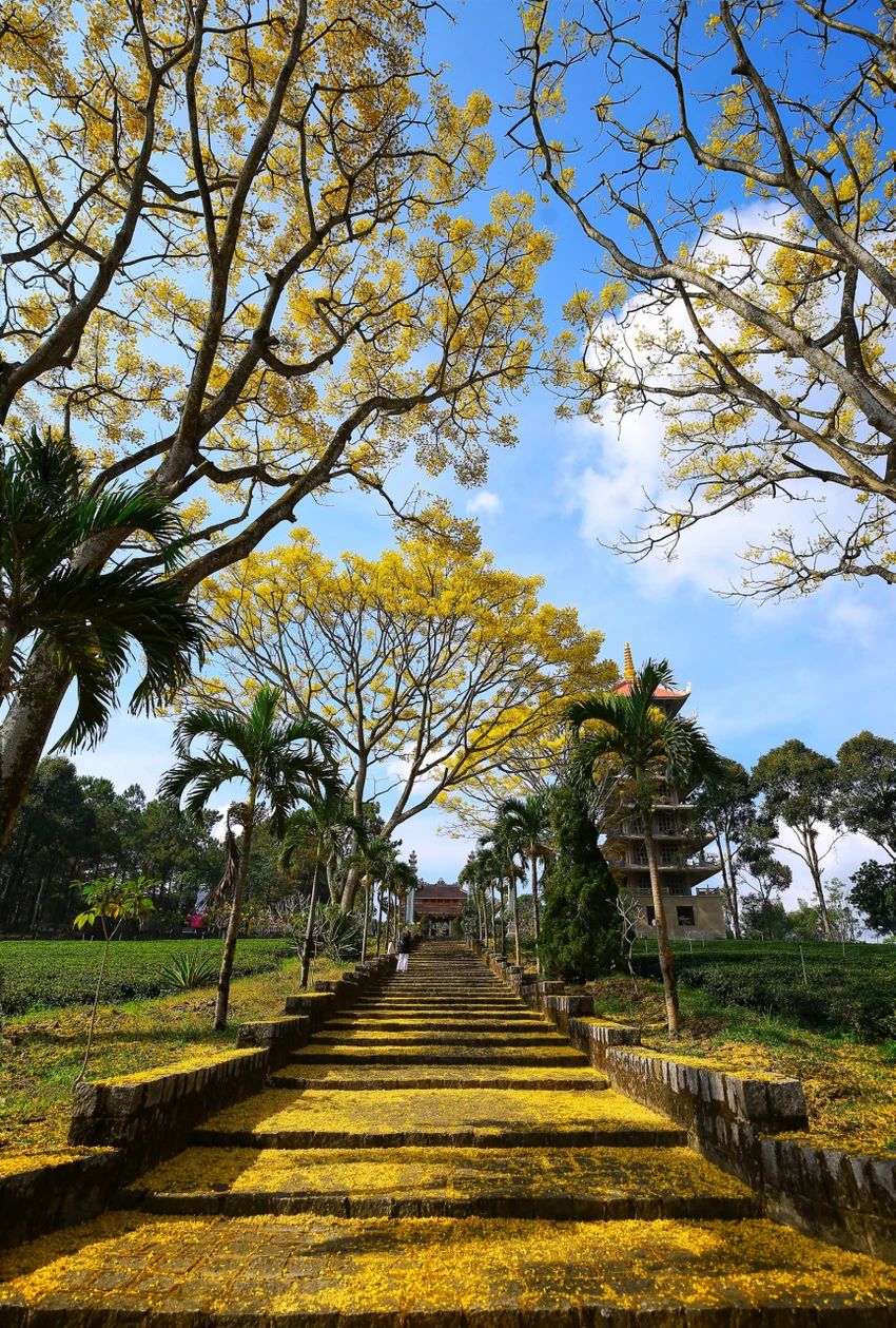 Phượng Vàng Bảo Lộc: Vẻ Đẹp Rực Rỡ Của Cao Nguyên Lâm Đồng 2 e4307521e2a033653867011714541e53