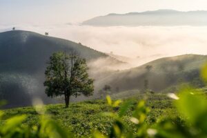 kinh nghiem du lich bao loc lam dong chi tiet cho nguoi moi2