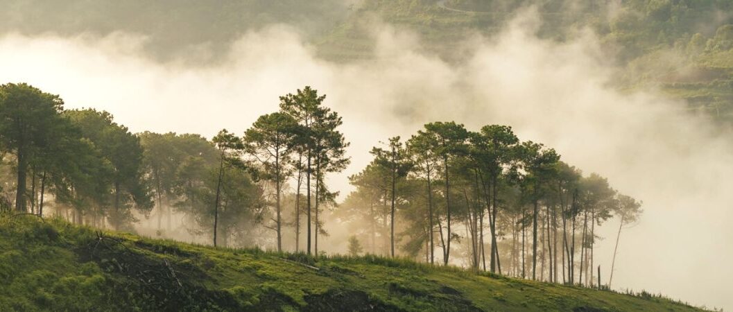 luu lai cung duong doi thong phuong boi bao loc xanh mat de tim 1654528631 e1740109567804