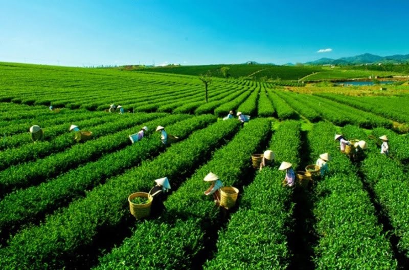 MỘT NGÀY LẠC TRÔI Ở BẢO LỘC: HÀNH TRÌNH BÍ ẨN TỪ BIỂN MÂY ĐẾN LY TRÀ CHIỀU 4 Đồi chè Tâm Châu - Bảo Lộc