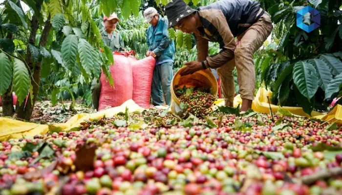 GIÁ CÀ PHÊ HÔM NAY 28/2/2025: THỊ TRƯỜNG BIẾN ĐỘNG, ARABICA VÀ ROBUSTA ĐỒNG LOẠT GIẢM 2 giá cà phê hôm nay