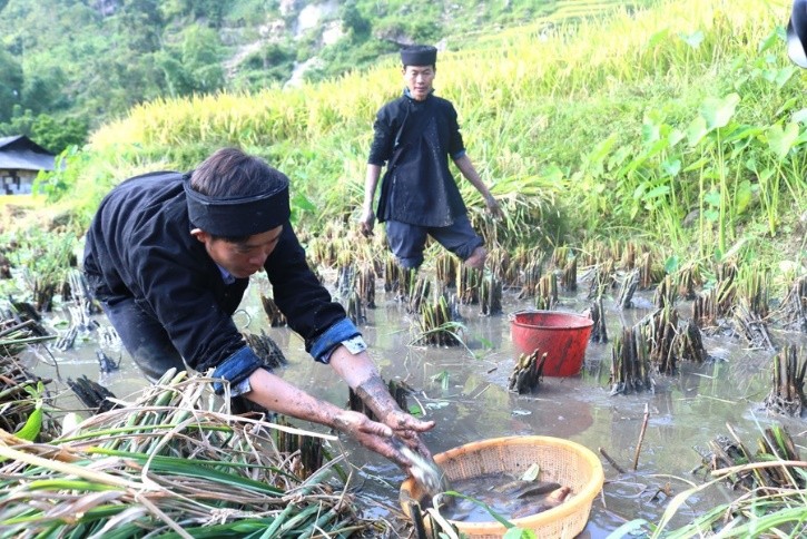 Khám Phá 7 Nét Đặc Trưng Văn Hóa Người K’Ho Tại Bảo Lộc – Di Sản Quý Giá 2 Văn hóa người K'Ho tại Bảo Lộc