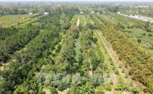 162015 dong thap co 32 ma so vung trong sau rieng