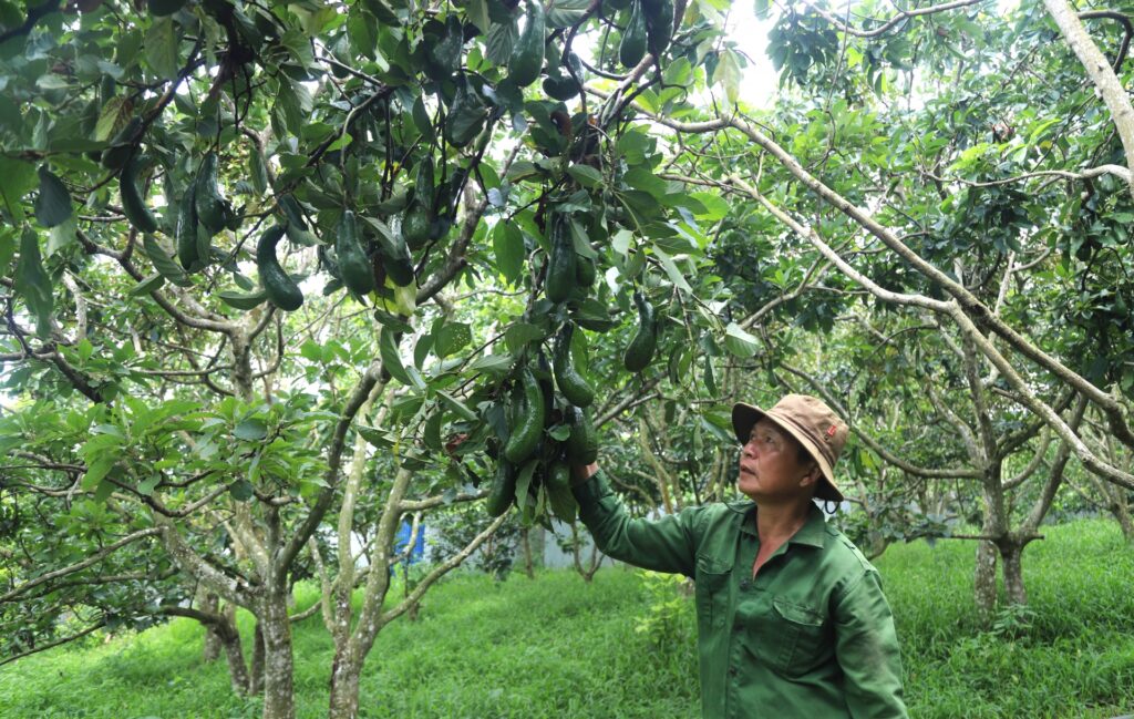 BƠ 034 BẢO LỘC – ĐẶC SẢN BƠ NGON NHẤT VIỆT NAM 22 a14 20240628144245