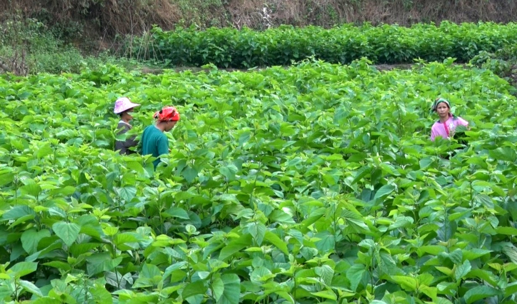 Dâu Tằm Bảo Lộc – Giọt Tím Ngọt Ngào Giữa Cao Nguyên Xanh 1 "Một vườn dâu bạt ngàn trải dài trên triền đồi, lá xanh mướt, tạo nên khung cảnh thơ mộng Bảo Lộc