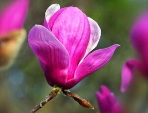 moc lan con duoc dung de lam thuoc chua benh