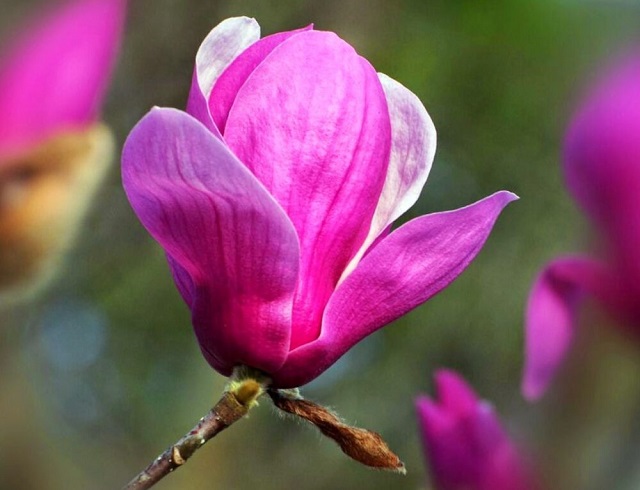 moc lan con duoc dung de lam thuoc chua benh