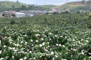 Lâm Đồng, nông nghiệp