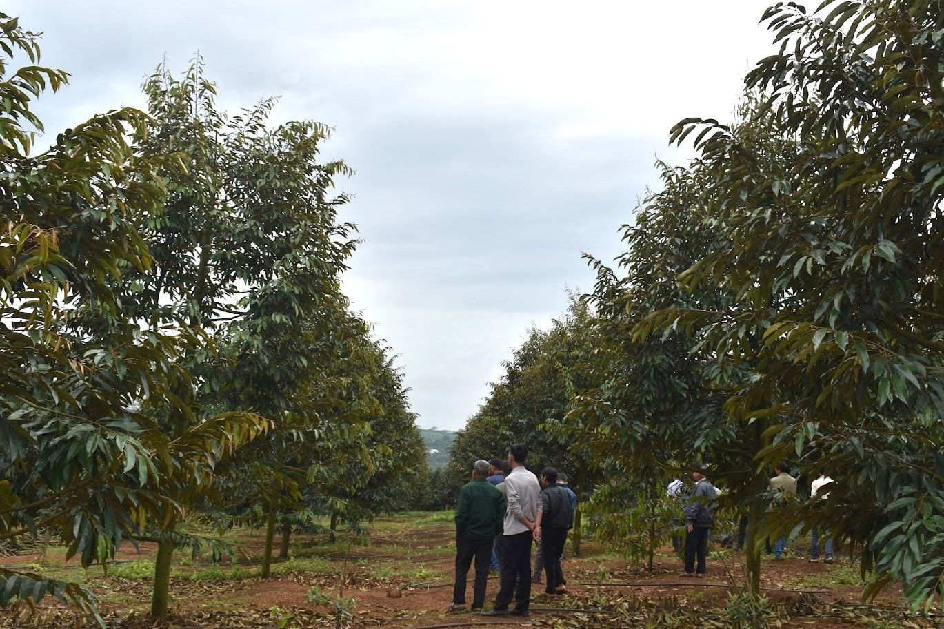 Lâm Đồng, nông nghiệp