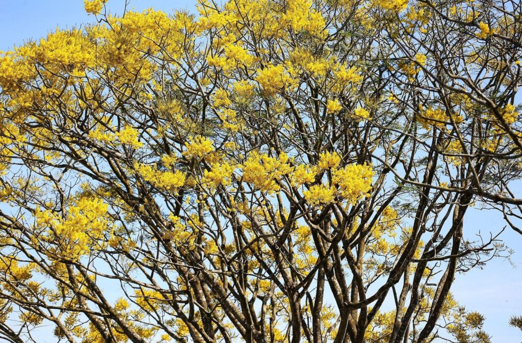 cdn.tcdulichtphcm.vn-upload-1-2026-images-2026-01-01-_1767233850-2