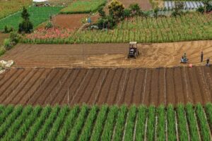 lam-dong-tu-lau-da-khang-dinh-vi-the-la-thu-phu-rau-hoa-va-cac-loai-nong-san-dac-san-cua-ca-nuoc-1775096099